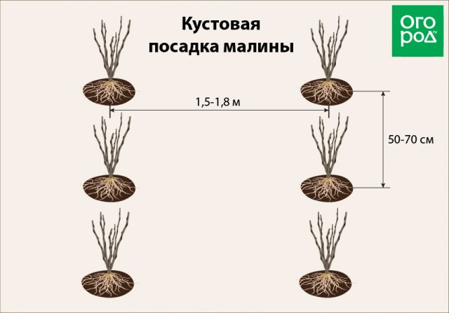 Схема посадки малины ремонтантной весной